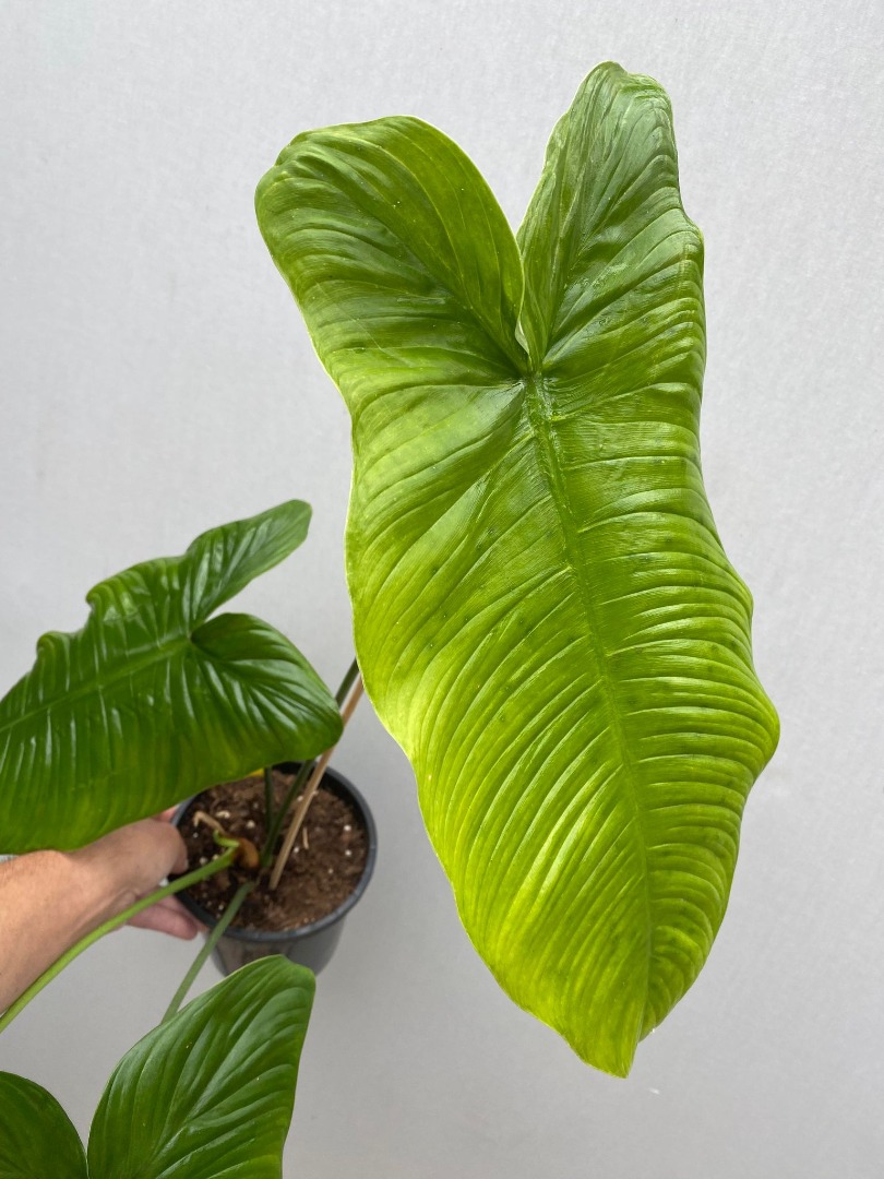 Black Friday Deal Philodendron Tenue Nr 1 Spezielle Pflanzen