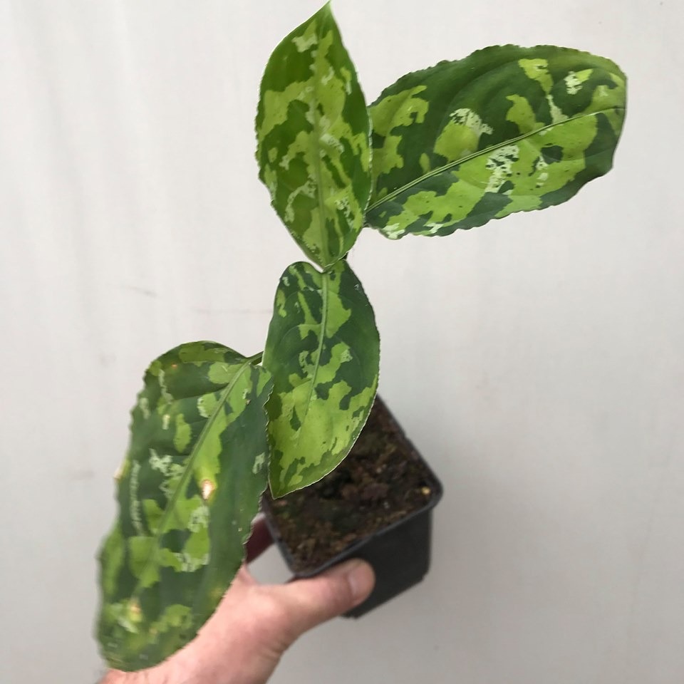  Aglaonema  Pictum Tricolor  1 Spezielle Pflanzen 