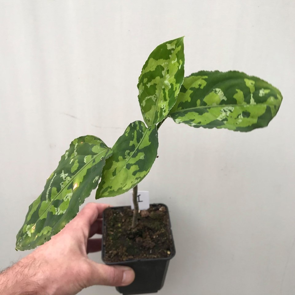  Aglaonema  Pictum Tricolor  1 Spezielle Pflanzen 