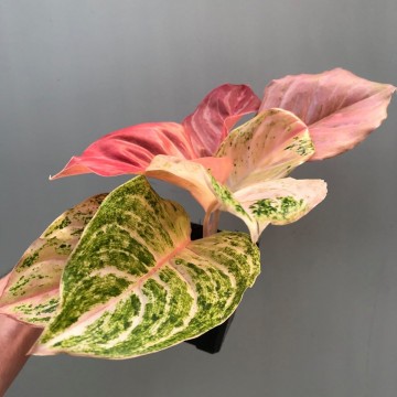  Aglaonema  Bidadari  Rarit ten nelumbogarden