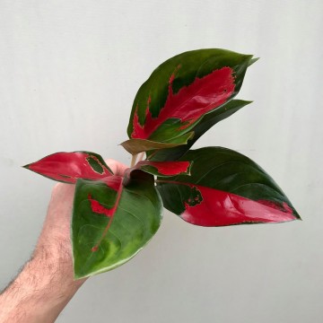  Aglaonema Cochin  Red Cutting Rarit ten nelumbogarden