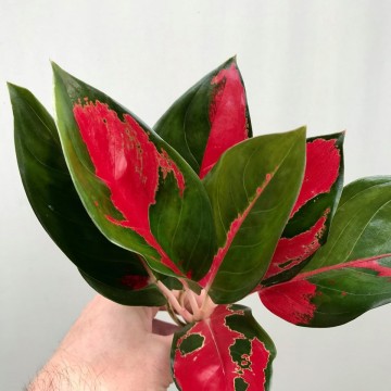  Aglaonema Cochin  Red Cutting Rarit ten nelumbogarden