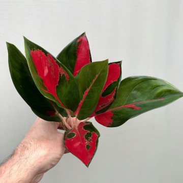  Aglaonema Cochin  Red Cutting Rarit ten nelumbogarden