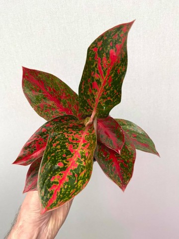  Aglaonema  Stardust  Rarit ten nelumbogarden