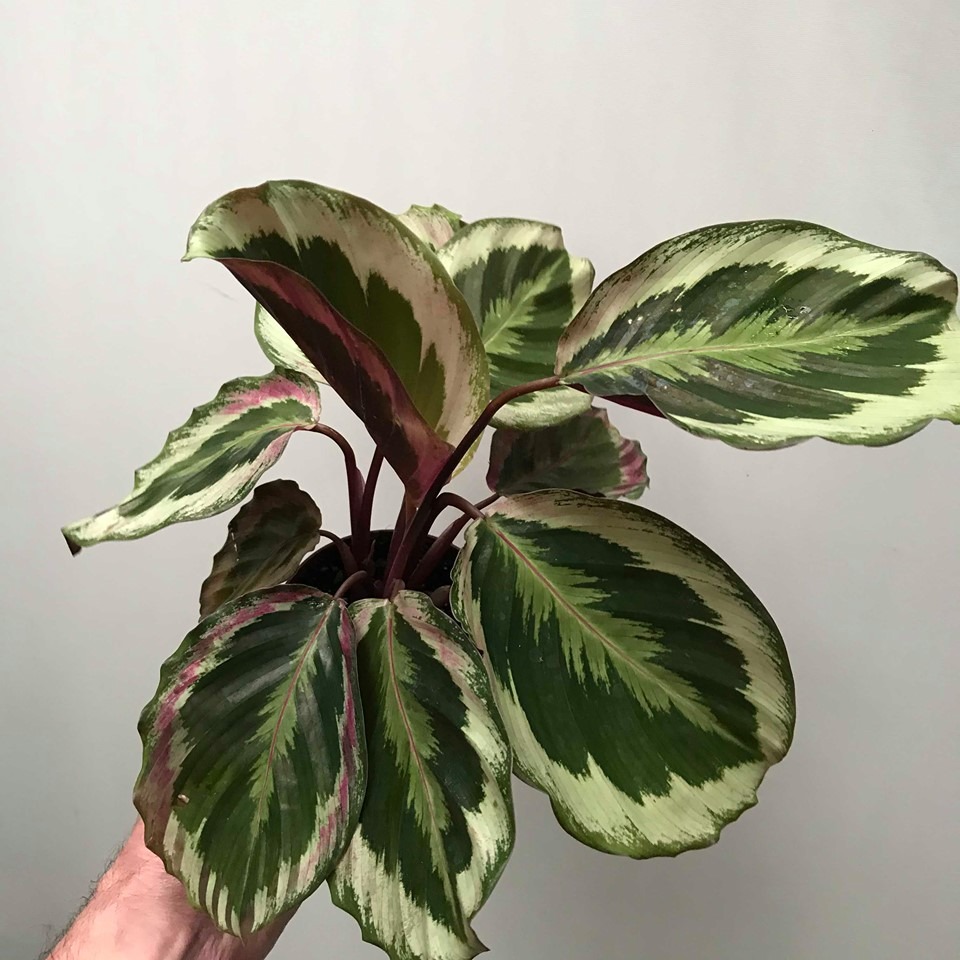  Calathea Marion  Spezielle Pflanzen nelumbogarden