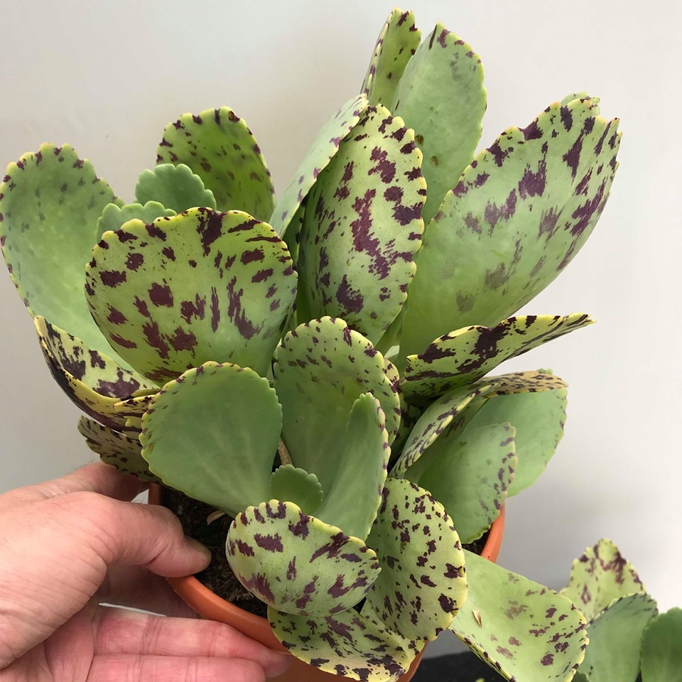 Kalanchoe marmorata 